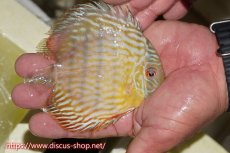 画像2: 【ワイルドディスカス】【通販】【５年ぶりの入荷】ラーゴタンバッキースーパーロイヤル　ヤングスター【個体販売】11cm（生体）ラーゴタンバッキー産 (2)