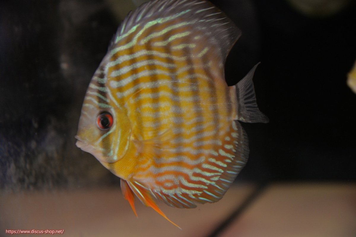 画像1: 【ワイルドディスカス】【通販】【５年ぶりの入荷】ラーゴタンバッキースーパーロイヤル　ヤングスター【個体販売】11cm（生体）ラーゴタンバッキー産 (1)