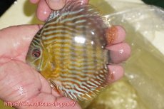 画像1: 【ワイルドディスカス】【通販】【５年ぶりの入荷】ラーゴタンバッキースーパーロイヤル　ヤングスター【個体販売】11cm（生体）ラーゴタンバッキー産 (1)