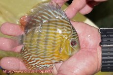 画像2: 【ワイルドディスカス】【通販】【５年ぶりの入荷】ラーゴタンバッキースーパーロイヤル　ヤングスター【個体販売】11cm（生体）ラーゴタンバッキー産 (2)