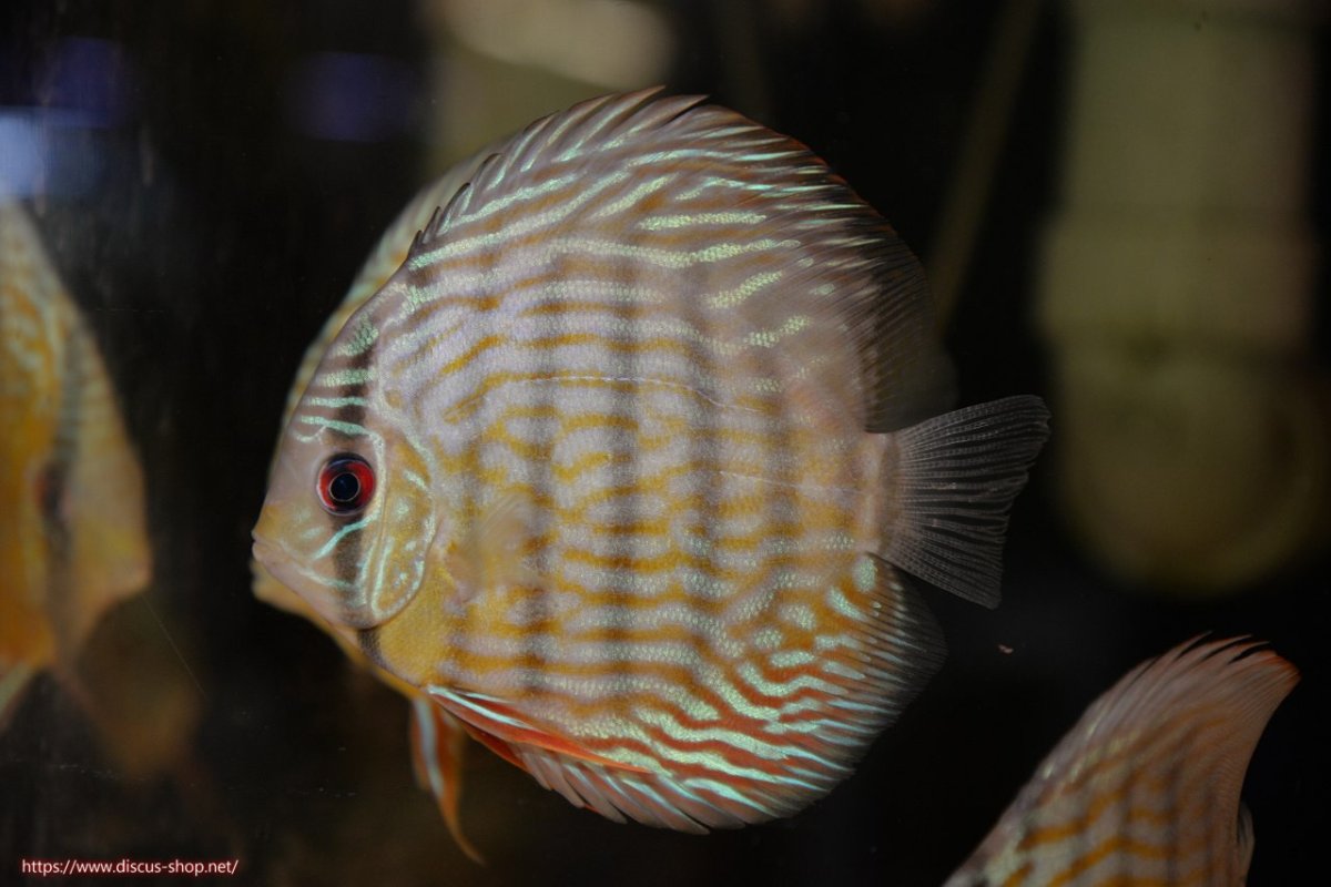 画像1: 【ワイルドディスカス】【通販】【５年ぶりの入荷】ラーゴタンバッキースーパーロイヤル　ヤングスター【個体販売】11cm（生体）ラーゴタンバッキー産 (1)