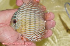 画像1: 【ワイルドディスカス】【通販】【５年ぶりの入荷】ラーゴタンバッキースーパーロイヤル　ヤングスター【個体販売】11cm（生体）ラーゴタンバッキー産 (1)