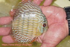 画像2: 【ワイルドディスカス】【通販】【５年ぶりの入荷】ラーゴタンバッキースーパーロイヤル　ヤングスター【個体販売】11cm（生体）ラーゴタンバッキー産 (2)