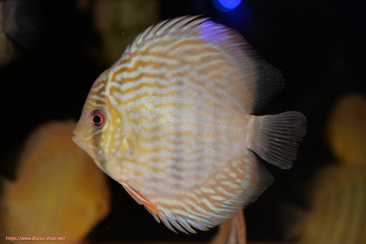 画像1: 【ワイルドディスカス】【通販】【５年ぶりの入荷】ラーゴタンバッキースーパーロイヤル　ヤングスター【個体販売】11cm（生体）ラーゴタンバッキー産 (1)