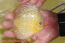 画像3: 【ワイルドディスカス】【通販】【５年ぶりの入荷】ラーゴタンバッキースーパーロイヤル　ヤングスター【個体販売】11cm（生体）ラーゴタンバッキー産 (3)