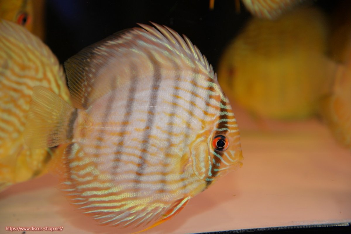 画像1: 【ワイルドディスカス】【通販】【５年ぶりの入荷】ラーゴタンバッキースーパーロイヤル　ヤングスター【個体販売】11cm（生体）ラーゴタンバッキー産 (1)