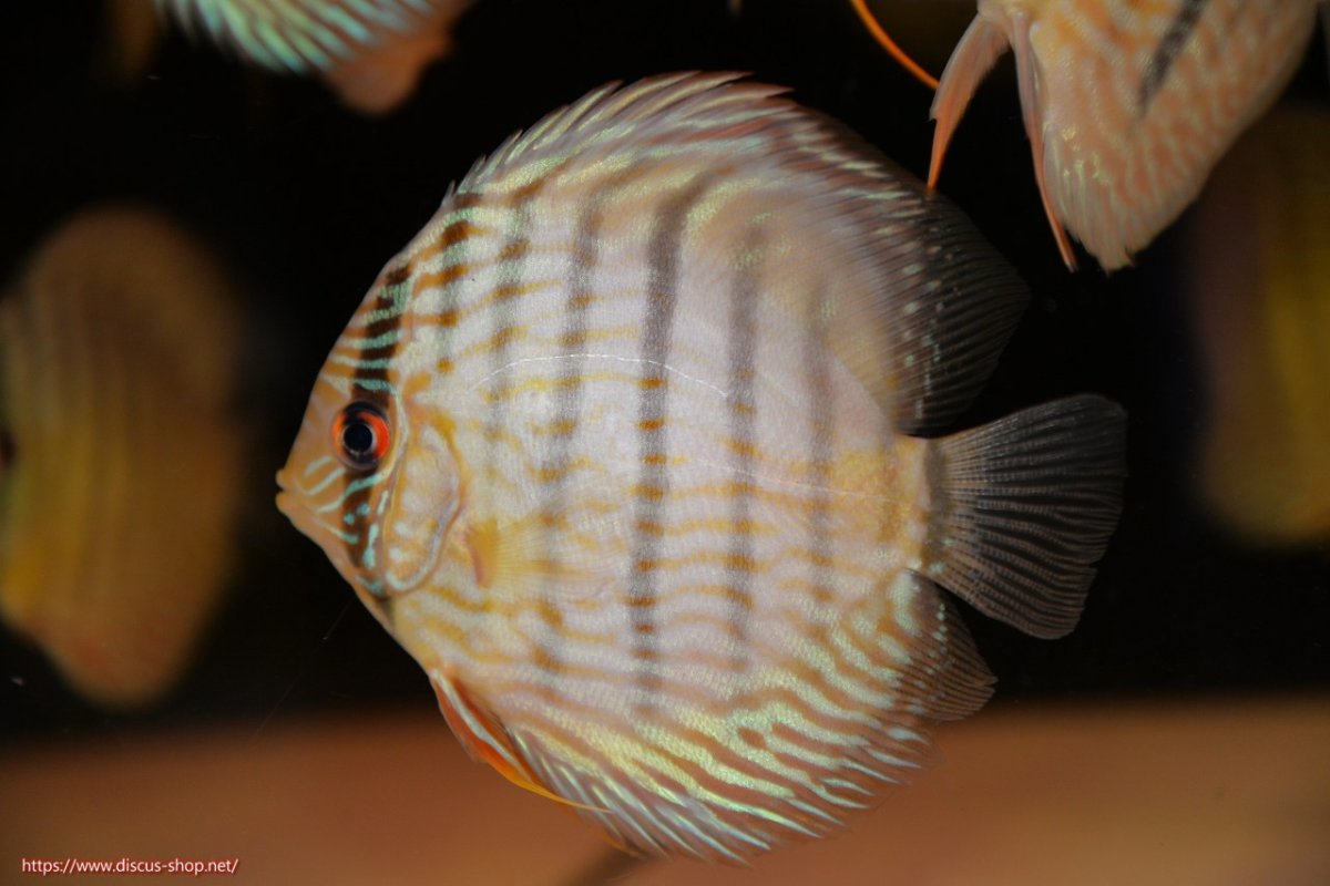 画像2: 【ワイルドディスカス】【通販】【５年ぶりの入荷】ラーゴタンバッキースーパーロイヤル　ヤングスター【個体販売】11cm（生体）ラーゴタンバッキー産 (2)