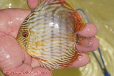 画像3: 【ワイルドディスカス】【通販】【５年ぶりの入荷】ラーゴタンバッキースーパーロイヤル　ヤングスター【個体販売】11cm（生体）ラーゴタンバッキー産 (3)