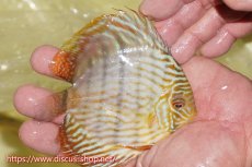 画像4: 【ワイルドディスカス】【通販】【５年ぶりの入荷】ラーゴタンバッキースーパーロイヤル　ヤングスター【個体販売】11cm（生体）ラーゴタンバッキー産 (4)