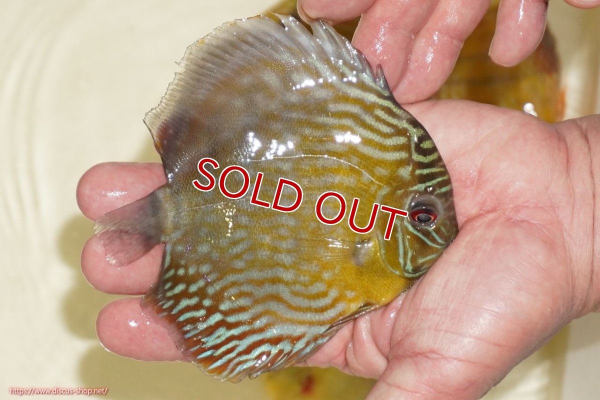 画像2: 【決算セール対象個体】【ワイルドディスカス】【通販】【５年ぶりの入荷】ラーゴタンバッキーロイヤル　ヤングスター【個体販売】10-11cm（生体）ラーゴタンバッキー産 (2)