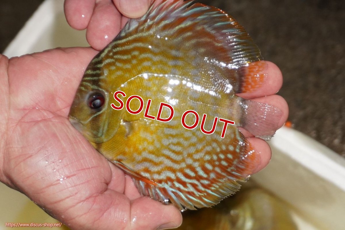 画像1: 【決算セール対象個体】【ワイルドディスカス】【通販】【５年ぶりの入荷】ラーゴタンバッキーロイヤル　ヤングスター【個体販売】10-11cm（生体）ラーゴタンバッキー産 (1)