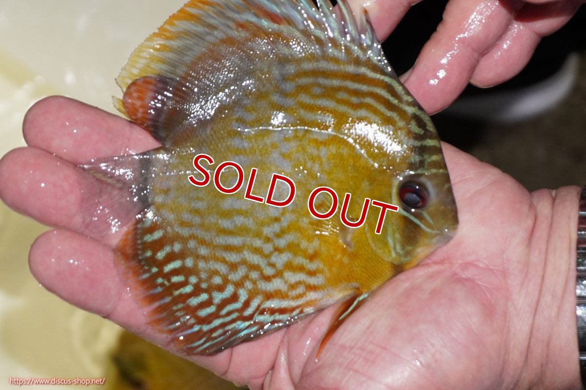 画像2: 【決算セール対象個体】【ワイルドディスカス】【通販】【５年ぶりの入荷】ラーゴタンバッキーロイヤル　ヤングスター【個体販売】10-11cm（生体）ラーゴタンバッキー産 (2)