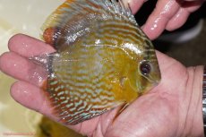 画像2: 【ワイルドディスカス】【通販】【５年ぶりの入荷】ラーゴタンバッキーロイヤル　ヤングスター【個体販売】10-11cm（生体）ラーゴタンバッキー産 (2)