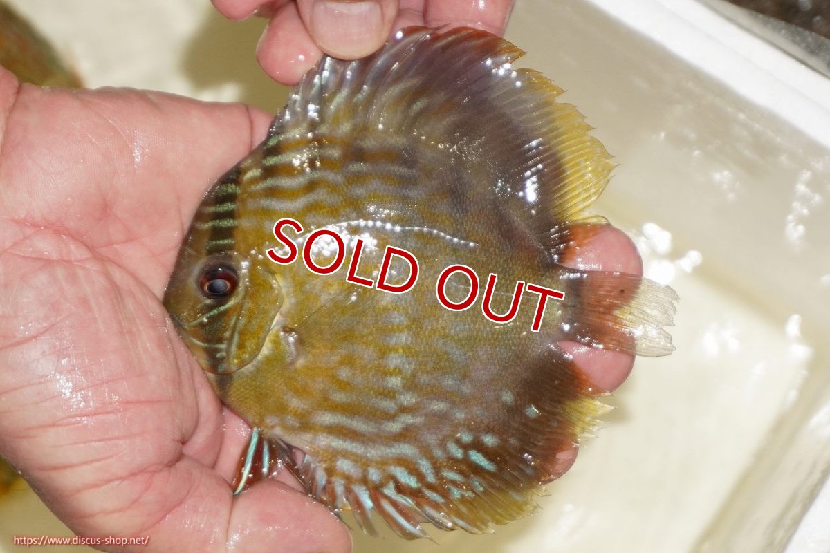 画像1: 【30周年記念セール対象個体】【ワイルドディスカス】【通販】【５年ぶりの入荷】ラーゴタンバッキーロイヤル　ヤングスター【個体販売】10-11cm（生体）ラーゴタンバッキー産 (1)