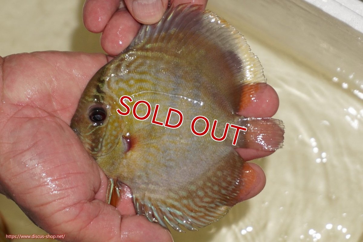 画像1: 【決算セール対象個体】【ワイルドディスカス】【通販】【５年ぶりの入荷】ラーゴタンバッキーロイヤル　ヤングスター【個体販売】10-11cm（生体）ラーゴタンバッキー産 (1)