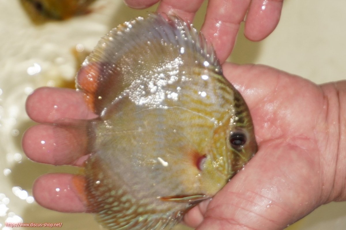 画像2: 【ワイルドディスカス】【通販】【５年ぶりの入荷】ラーゴタンバッキーロイヤル　ヤングスター【個体販売】10-11cm（生体）ラーゴタンバッキー産 (2)