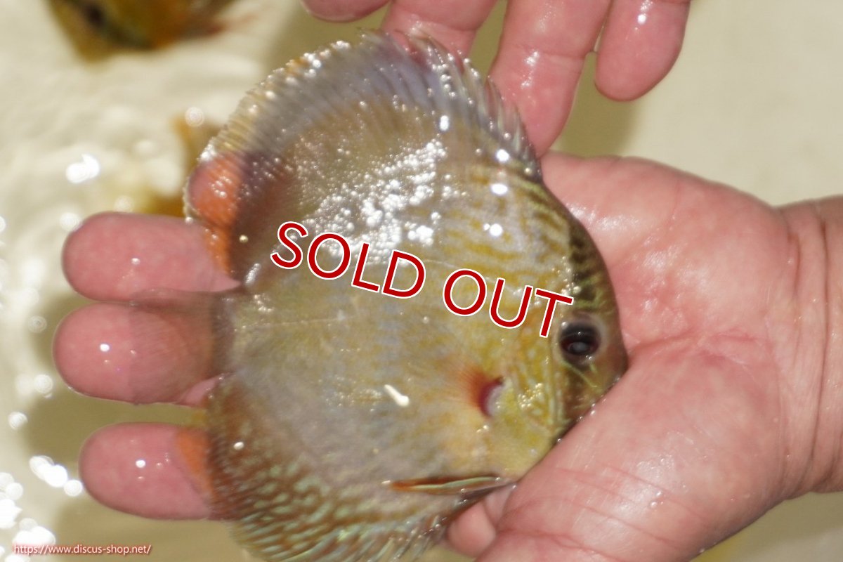 画像2: 【決算セール対象個体】【ワイルドディスカス】【通販】【５年ぶりの入荷】ラーゴタンバッキーロイヤル　ヤングスター【個体販売】10-11cm（生体）ラーゴタンバッキー産 (2)