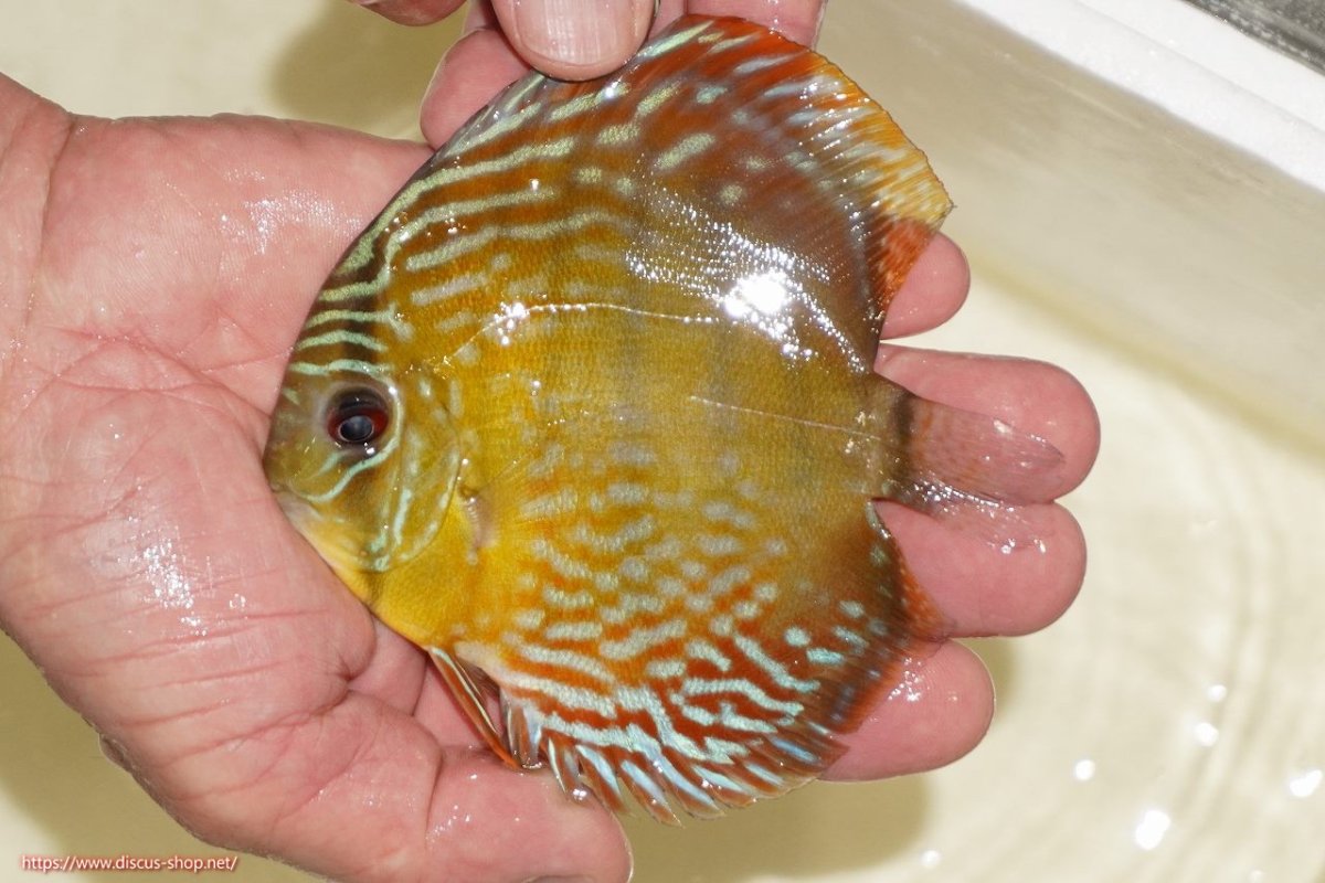 画像1: 【ワイルドディスカス】【通販】【５年ぶりの入荷】ラーゴタンバッキーロイヤル　ヤングスター【個体販売】10-11cm（生体）ラーゴタンバッキー産 (1)