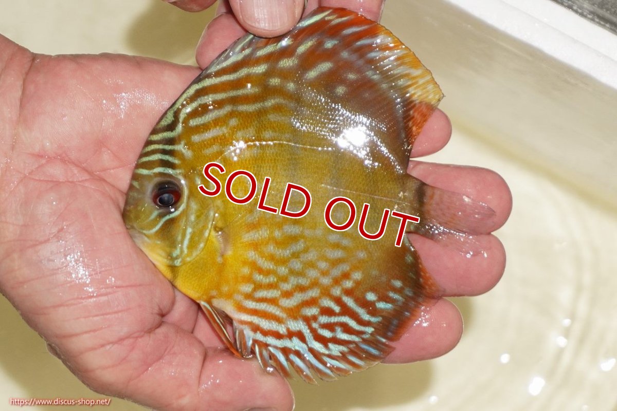 画像1: 【決算セール対象個体】【ワイルドディスカス】【通販】【５年ぶりの入荷】ラーゴタンバッキーロイヤル　ヤングスター【個体販売】10-11cm（生体）ラーゴタンバッキー産 (1)