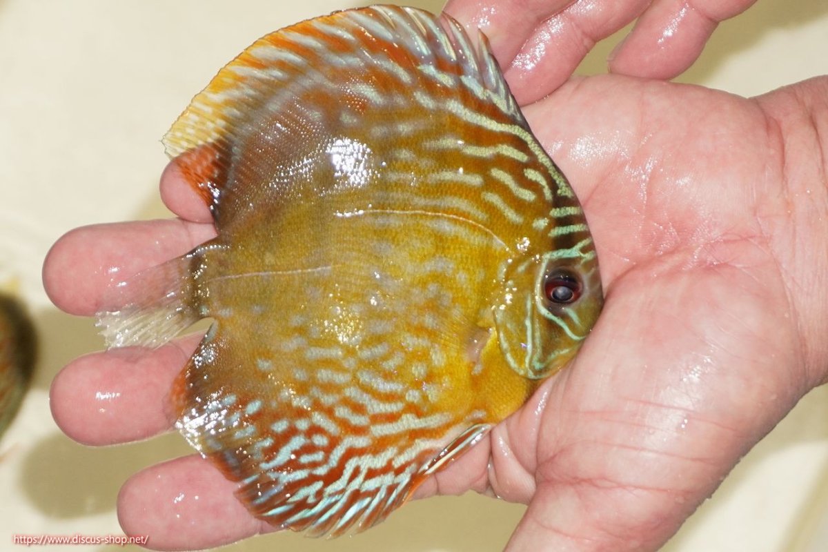 画像2: 【ワイルドディスカス】【通販】【５年ぶりの入荷】ラーゴタンバッキーロイヤル　ヤングスター【個体販売】10-11cm（生体）ラーゴタンバッキー産 (2)