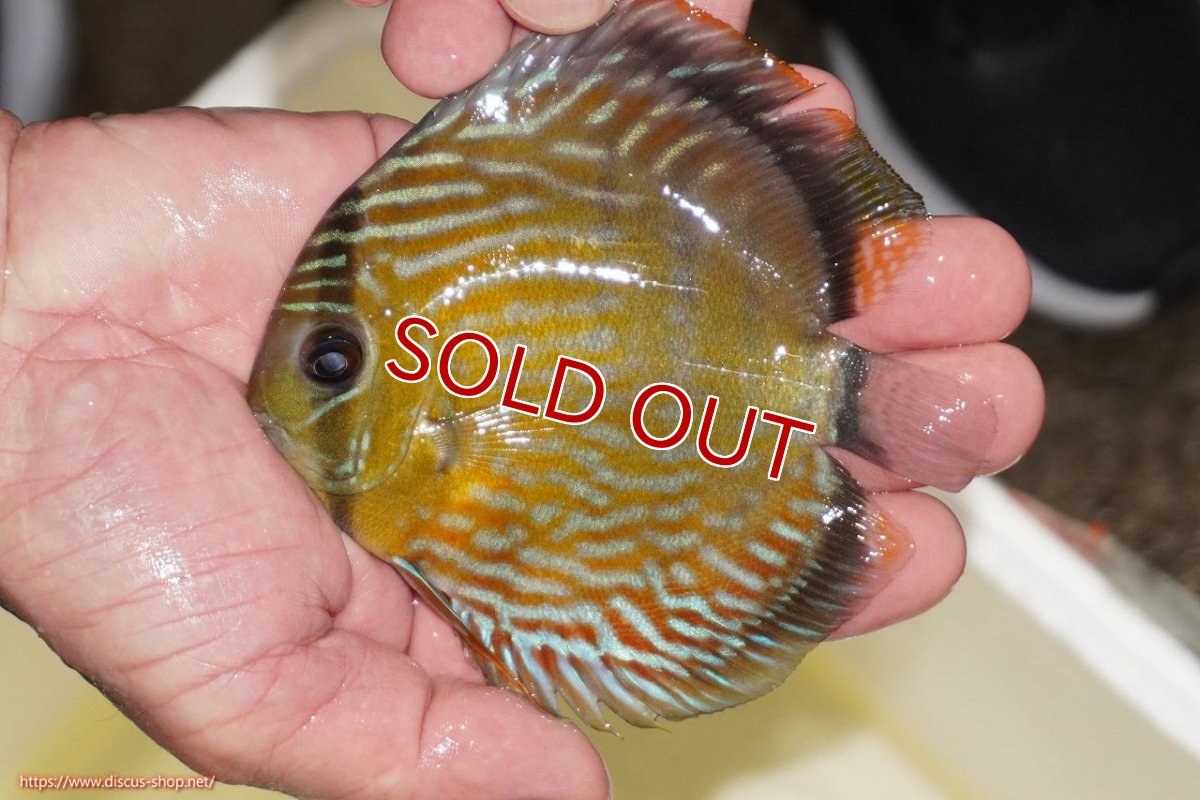 画像2: 【ワイルドディスカス】【通販】【５年ぶりの入荷】ラーゴタンバッキーロイヤル　ヤングスター（オレンジ目）【個体販売】10-11cm（生体）ラーゴタンバッキー産 (2)