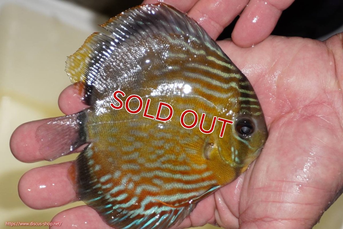 画像3: 【ワイルドディスカス】【通販】【５年ぶりの入荷】ラーゴタンバッキーロイヤル　ヤングスター（オレンジ目）【個体販売】10-11cm（生体）ラーゴタンバッキー産 (3)