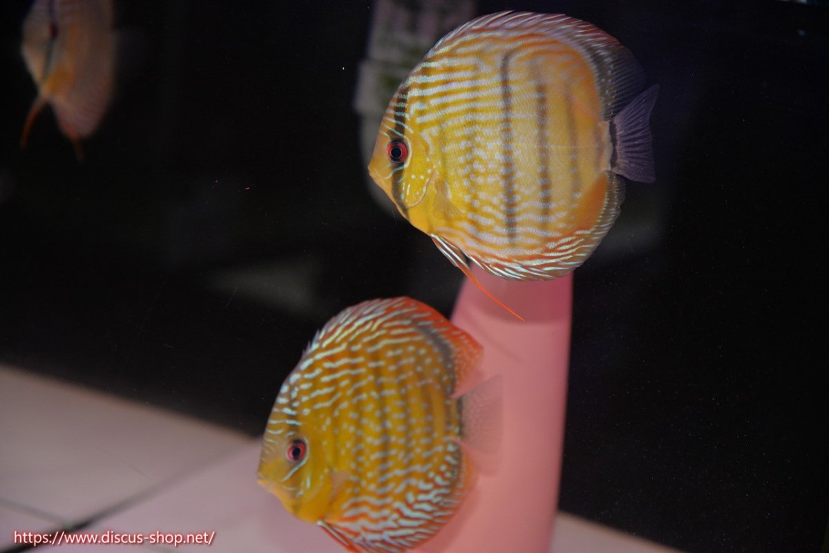 画像1: 【30周年記念セール対象個体】【ワイルドディスカス】【通販】【５年ぶりの入荷】ラーゴタンバッキースーパーロイヤル【個体ペア販売】14-15cm（生体）ラーゴタンバッキー産 (1)