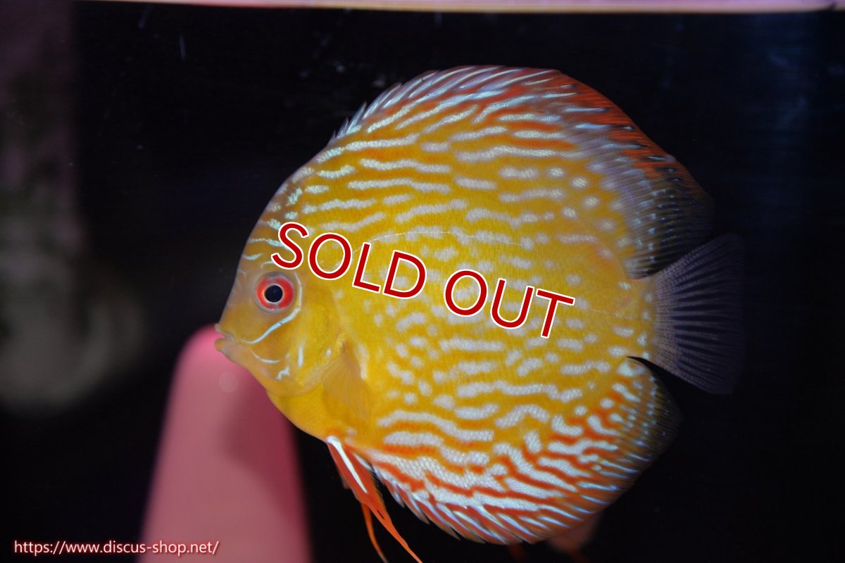 画像2: 【クーポン対象個体ペアは2匹分 2匹購入で15%OFF 3匹購入で20%OFF】【ワイルドディスカス】【通販】【５年ぶりの入荷】ラーゴタンバッキースーパーロイヤル【個体ペア販売】14-15cm（生体）ラーゴタンバッキー産 (2)