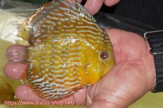 画像4: 【30周年記念セール対象個体】【ワイルドディスカス】【通販】【５年ぶりの入荷】ラーゴタンバッキースーパーロイヤル【個体ペア販売】14-15cm（生体）ラーゴタンバッキー産 (4)