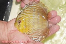 画像6: 【30周年記念セール対象個体】【ワイルドディスカス】【通販】【５年ぶりの入荷】ラーゴタンバッキースーパーロイヤル【個体ペア販売】14-15cm（生体）ラーゴタンバッキー産 (6)