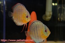 画像1: 【10％OFFクーポン対象個体】【ワイルドディスカス】【通販】【希少なワイルドディスカスペア】アッパーテフェスーパーロイヤルグリーン【個体ペア販売】14-16cm（生体）アッパーテフェ産 (1)
