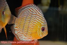 画像5: 【10％OFFクーポン対象個体】【ワイルドディスカス】【通販】【希少なワイルドディスカスペア】アッパーテフェスーパーロイヤルグリーン【個体ペア販売】14-16cm（生体）アッパーテフェ産 (5)