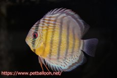 画像1: 【10％OFFクーポン対象個体】【ワイルドディスカス】【通販】【入荷後未掲載個体】アッパーテフェロイヤルグリーン ヤングスター【個体販売】11-12cm（生体）アッパーテフェ産 (1)