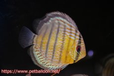 画像1: 【10％OFFクーポン対象個体】【ワイルドディスカス】【通販】【入荷後未掲載個体】アッパーテフェロイヤルグリーン ヤングスター【個体販売】11-12cm（生体）アッパーテフェ産 (1)