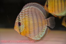 画像1: 【10％OFFクーポン対象個体】【ワイルドディスカス】【通販】【入荷後未掲載個体】アッパーテフェアズールグリーン ヤングスター【個体販売】11-12cm（生体）アッパーテフェ産 (1)