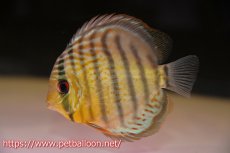 画像1: 【10％OFFクーポン対象個体】【ワイルドディスカス】【通販】【入荷後未掲載個体】アッパーテフェロイヤルグリーン ヤングスター【個体販売】9-10cm（生体）アッパーテフェ産 (1)
