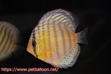 画像1: 【10％OFFクーポン対象個体】【ワイルドディスカス】【通販】【入荷後未掲載個体】アッパーテフェロイヤルグリーン ヤングスター【個体販売】9-10cm（生体）アッパーテフェ産 (1)