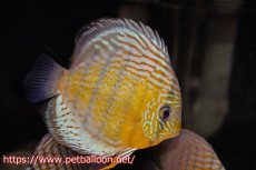 画像1: 【10％OFFクーポン対象個体】【ワイルドディスカス】【通販】【入荷後未掲載個体】アッパーテフェロイヤルグリーン（金目-オレンジ目）【個体販売】15-16cm（生体）アッパーテフェ産 (1)