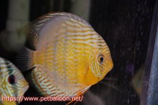 画像1: 【10％OFFクーポン対象個体】【ワイルドディスカス】【通販】【入荷後未掲載個体】アッパーテフェロイヤルグリーン（金目-オレンジ目）【個体販売】15-16cm（生体）アッパーテフェ産 (1)