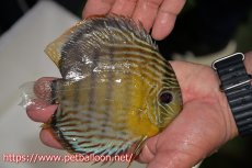 画像2: 【10％OFFクーポン対象個体】【ワイルドディスカス】【通販】【入荷後未掲載個体】アッパーテフェロイヤルグリーン【個体販売】14-15cm（生体）アッパーテフェ産 (2)