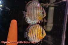 画像1: 【アーリーサマーセール20%OFFクーポン番号（20）対象商品】【ワイルドディスカス】【通販】【希少なワイルドディスカスペア】アッパーテフェスーパーロイヤルグリーン【個体ペア販売】14-15cm（生体）アッパーテフェ産 (1)