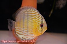 画像5: 【アーリーサマーセール20%OFFクーポン番号（20）対象商品】【ワイルドディスカス】【通販】【希少なワイルドディスカスペア】アッパーテフェスーパーロイヤルグリーン【個体ペア販売】14-15cm（生体）アッパーテフェ産 (5)