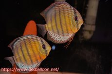 画像1: 【ワイルドディスカス】【通販】【希少なワイルドディスカスペア】アッパーテフェスーパーロイヤルグリーン(メス個体右目が白い）【個体ペア販売】14-15cm（生体）アッパーテフェ産 (1)