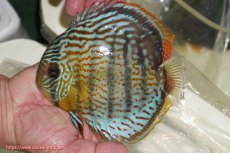 画像1: 【ワイルドディスカス】【通販】【今シーズン超希少種】アッパーテフェ スーパーロイヤル【個体販売】14-16cm（生体）アッパーテフェ産 (1)