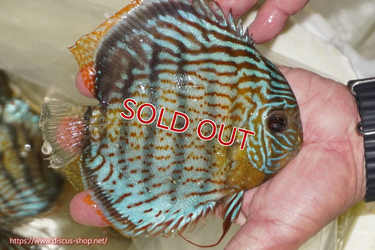 画像3: 【ワイルドディスカス】【通販】【今シーズン超希少種】アッパーテフェ スーパーロイヤル【個体販売】14-16cm（生体）アッパーテフェ産 (3)