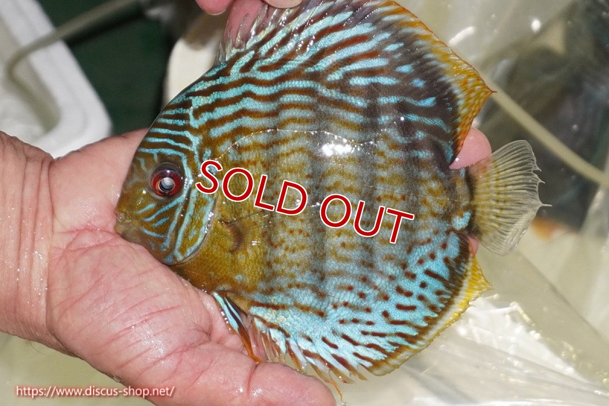 画像1: 【ワイルドディスカス】【通販】【今シーズン超希少種】アッパーテフェ スーパーロイヤル【個体販売】14-16cm（生体）アッパーテフェ産 (1)