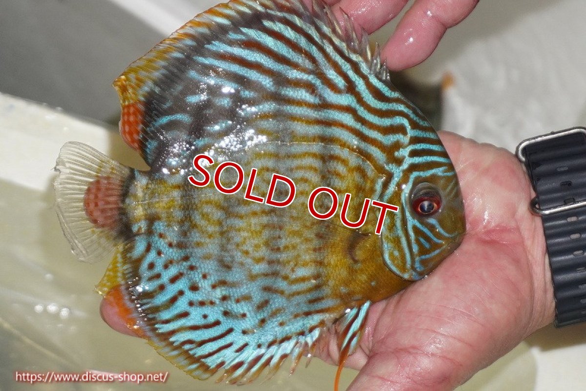 画像2: 【ワイルドディスカス】【通販】【今シーズン超希少種】アッパーテフェ スーパーロイヤル【個体販売】14-16cm（生体）アッパーテフェ産 (2)