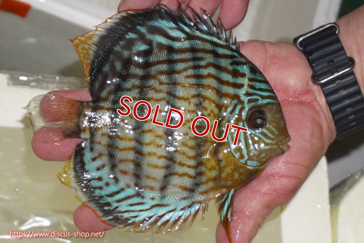 画像2: 【ワイルドディスカス】【通販】【今シーズン超希少種】アッパーテフェ スーパーロイヤル【個体販売】14-16cm（生体）アッパーテフェ産 (2)