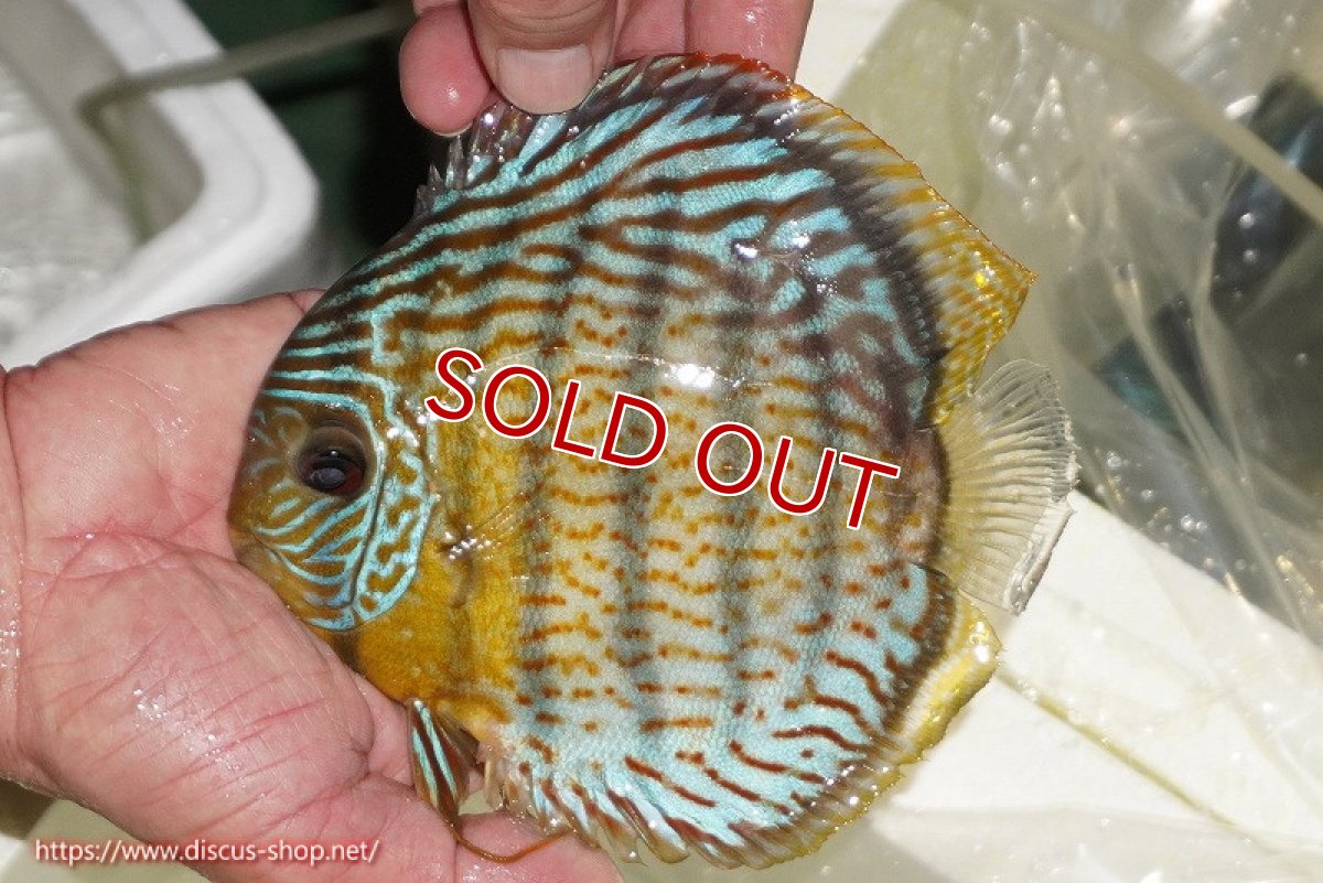 画像1: 【ワイルドディスカス】【通販】【今シーズン超希少種】アッパーテフェ スーパーロイヤル【個体販売】14-16cm（生体）アッパーテフェ産 (1)