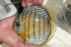 画像1: 【ワイルドディスカス】【通販】【今シーズン超希少種】アッパーテフェ スーパーロイヤル【個体販売】14-16cm（生体）アッパーテフェ産 (1)